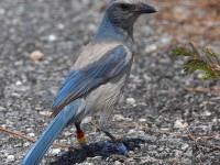 A10A5602Florida_Scrub-Jay