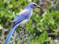 A10A5613Florida_Scrub-Jay