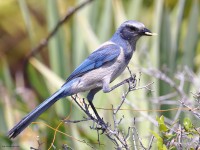 A10A5627Florida_Scrub-Jay