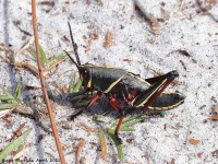 A10A5652Eastern_Lubber_Grasshopper