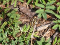 A10A5659Blue_Dasher_Dragonfly