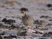 819A9141Lesser_Prairie-Chicken