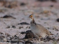 819A9144Lesser_Prairie-Chicken