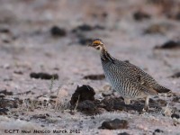 819A9146Lesser_Prairie-Chicken