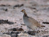 819A9148Lesser_Prairie-Chicken