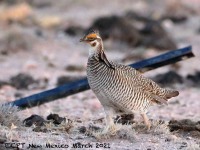 819A9150Lesser_Prairie-Chicken