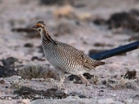 819A9153Lesser_Prairie-Chicken