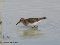 819A9179Western_Sandpiper