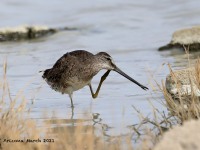 819A9221Long-billed_Dowitcher