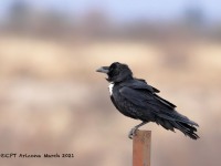 819A9278Chihuahuan_Raven