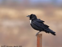 819A9279Chihuahuan_Raven