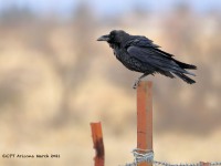 819A9293Chihuahuan_Raven