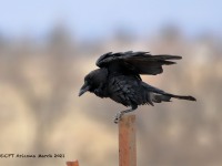 819A9296Chihuahuan_Raven