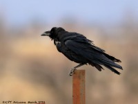 819A9304Chihuahuan_Raven