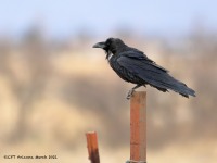 819A9305Chihuahuan_Raven