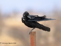 819A9309Chihuahuan_Raven