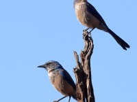 A10A0021Woodhouses_Scrubjay