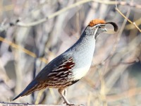 A10A0073Gambels_Quail