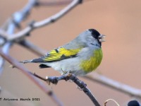 A10A0081Lawrences_Goldfinch