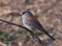 A10A0183Dark-eyed_Junco_Gray-Headed