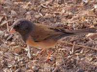 A10A0213Dark-eyed_Junco_Oregon's