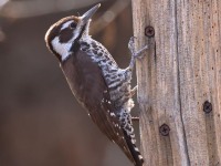 A10A0216Arizona_Woodpecker