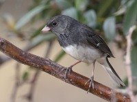 A10A0230Dark-eyed_Junco_Slate