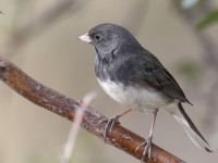 A10A0232Dark-eyed_Junco_Slate