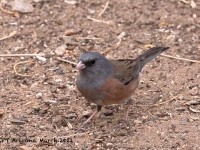 A10A0257Dark-eyed_Junco_Pink-sided
