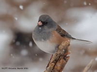 A10A0488Dark-eyed_Junco_Pink-Sided