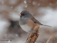A10A0489Dark-eyed_Junco_Pink-sided