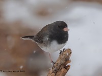 A10A0499Dark-eyed_Junco_Slate