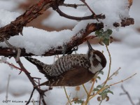 A10A0602Arizona_Woodpecker