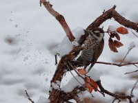 A10A0619Arizona_Woodpecker