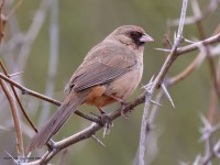 A10A0749Aberts_Towhee