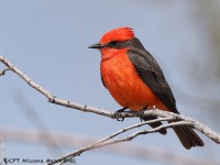 A10A0790Vermilion_Flycatcher