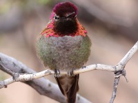 A10A0844Anna's_Hummingbird