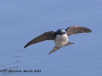 A10A0938Tree_Swallow