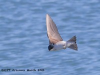 A10A0957Tree_Swallow