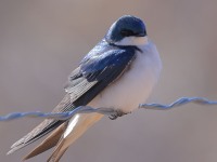 A10A1016Tree_Swallow