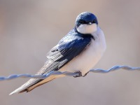 A10A1020Tree_Swallow