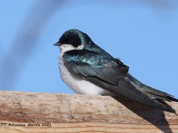 A10A1040Tree_Swallow