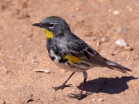 A10A1164Yellow-Rumped_Warbler_Audubons