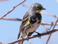 A10A1169Yellow-rumped_Warbler_Audubons