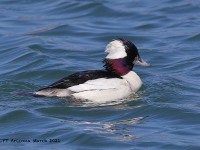 A10A1211Bufflehead