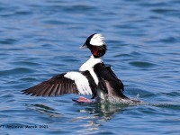 A10A1249Bufflehead