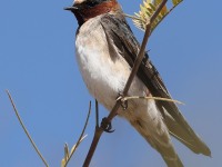 A10A1294Cliff_Swallow