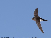 A10A1317_1White-throated_Swift