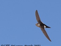 A10A1318White-throated_Swift