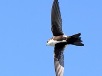 A10A1364White-Throated_Swift